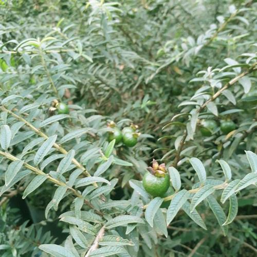 CÂY GIỐNG ỔI SẺ CHIẾT CÀNH 5 - 6 THÁNG RA QUẢ