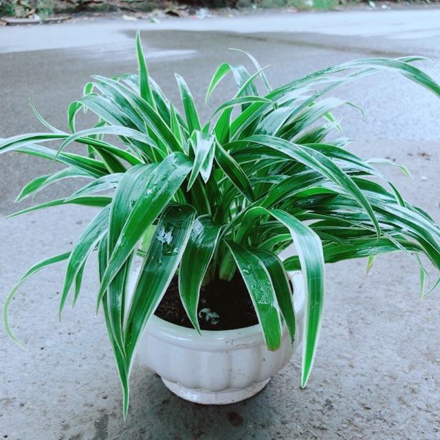 Chậu Lan Chi