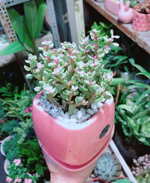 Chậu Đô La Hồng