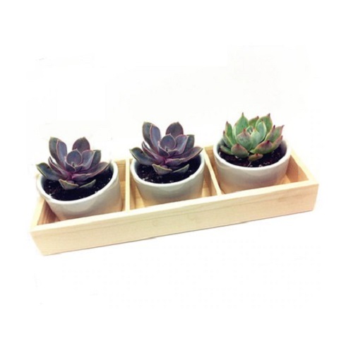 Hộp gỗ đựng cây cảnh 3 ô nhỏ kích thước 34 cm x10 cm