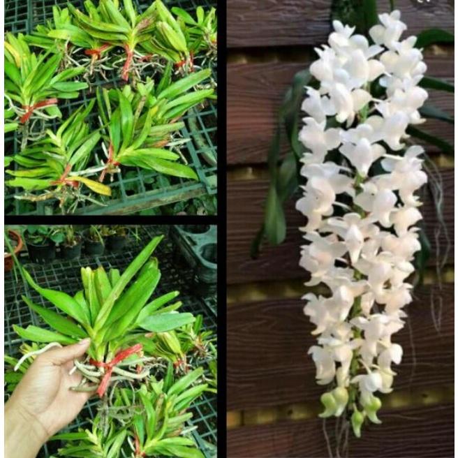 1 Bó Lan rừng BẠCH NHẠN, hàng chuẩn rừng, hoa cực thơm, cực đẹp