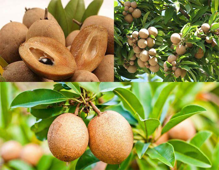 Cây HỒNG XIÊM XOÀI ghép siêu quả, quả ngọt - Cây to, khỏe gửi nguyên bầu