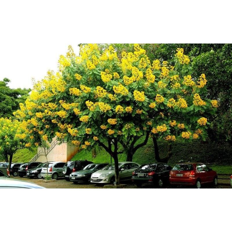 COMBO 2 CÂY GIỐNG CÂY GIÁNG HƯƠNG