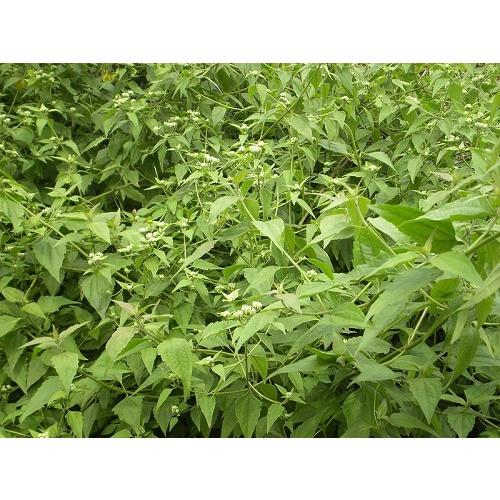 01Kg Cây Cộng Sản Khô Chất 981SP