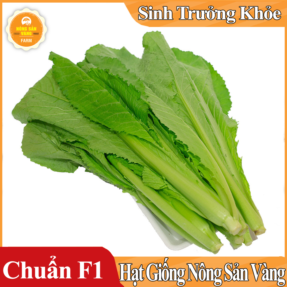 Hạt giống Cải Bẹ Xanh Mỡ Cao Sản - Nông Sản Vàng