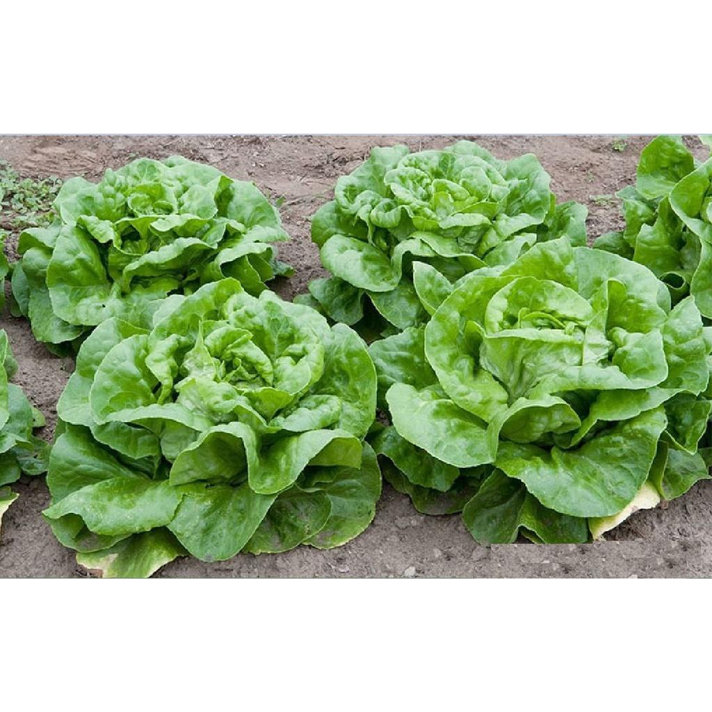 Hạt Giống rau Xà lách đăm xanh dể trồng f1- gói 0,2gram-tặng kèm gói phân bón lót