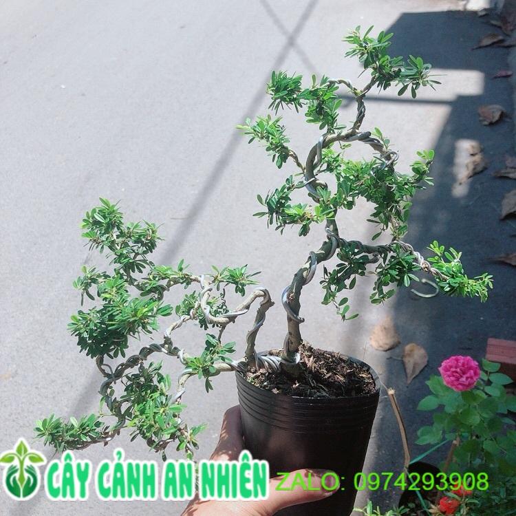 Cây Linh Sam Bonsai