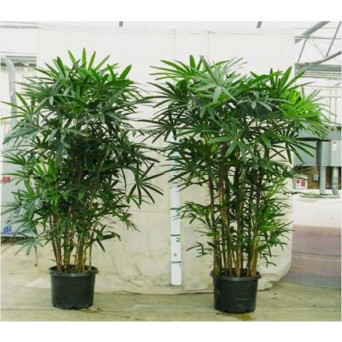Cây trúc mây  - 1 bụi