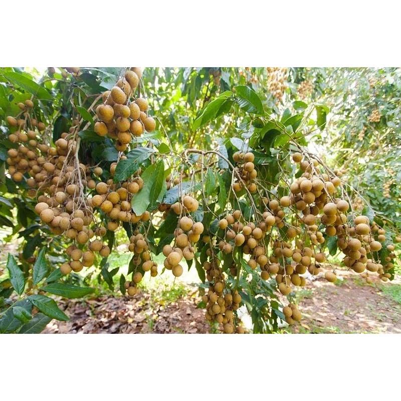 Cây Giống Nhãn Xuồng Cơm Vàng__Ghép chui cành, cao 80-100cm trồng chậu được nhanh cho trái