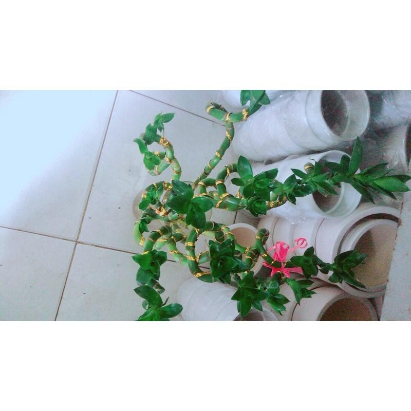 10 Cây Trúc Phát Tài Kèm Chậu Thuỷ Tinh