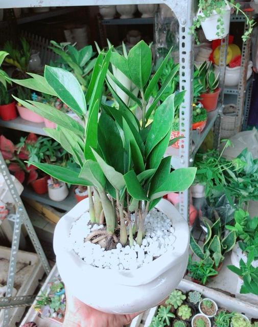 Chậu Kim Phát Tài