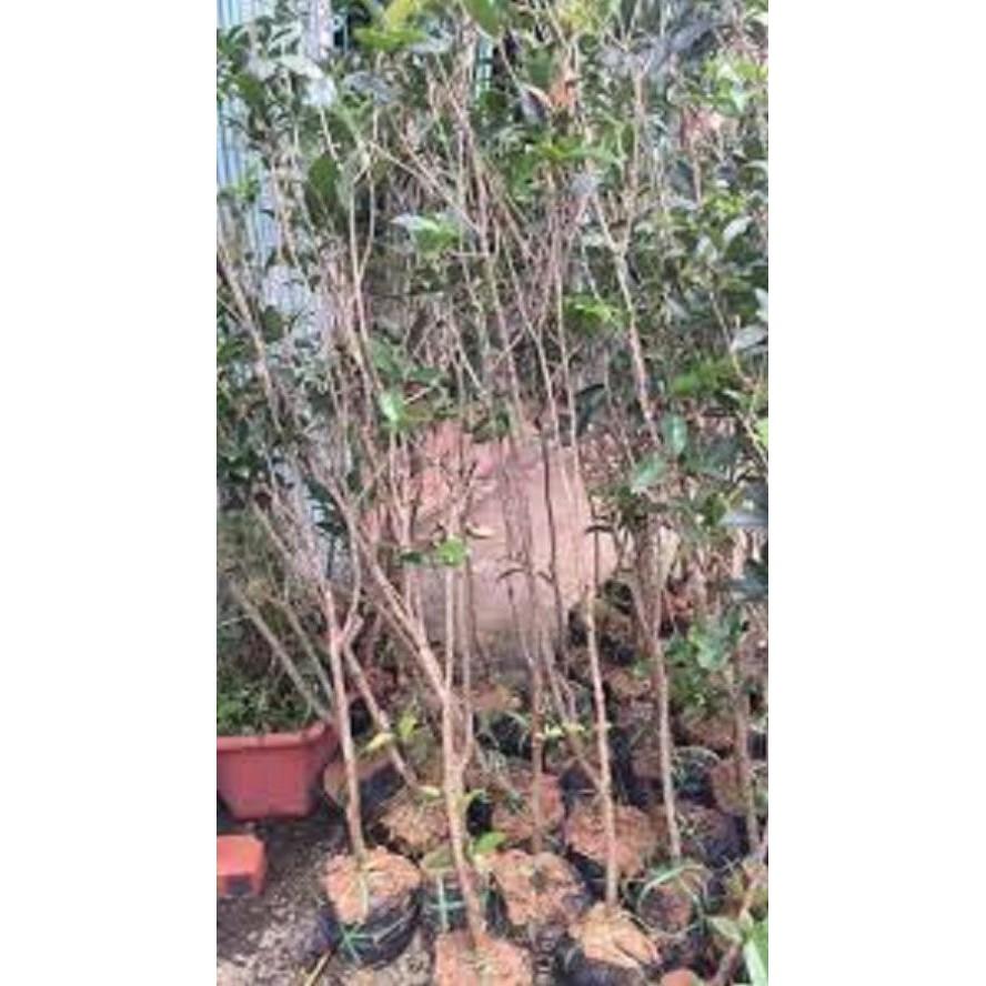 Cây hoa mộc hương ta hoa vàng- loài hoa có mùi thơm quyến rũ