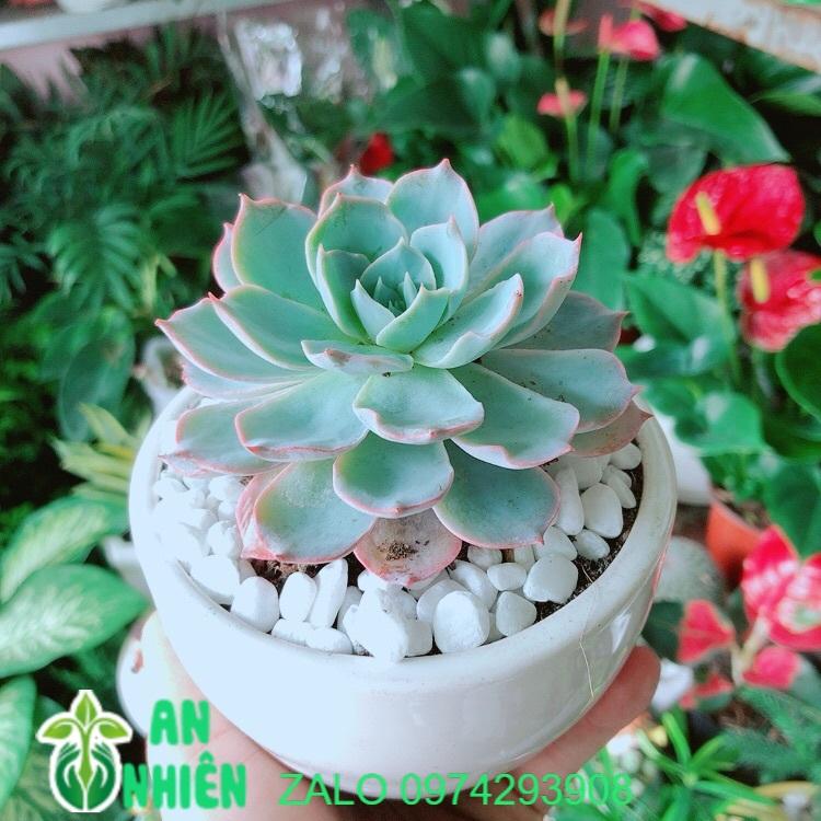 Chậu Sen Đá Hồng Phấn