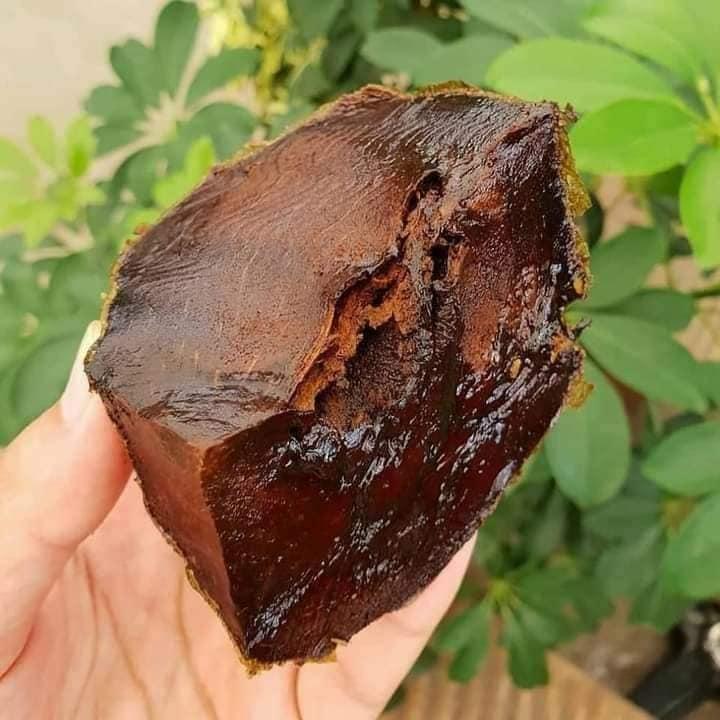 CÂY GIỐNG HỒNG SÔ CÔ LA ()