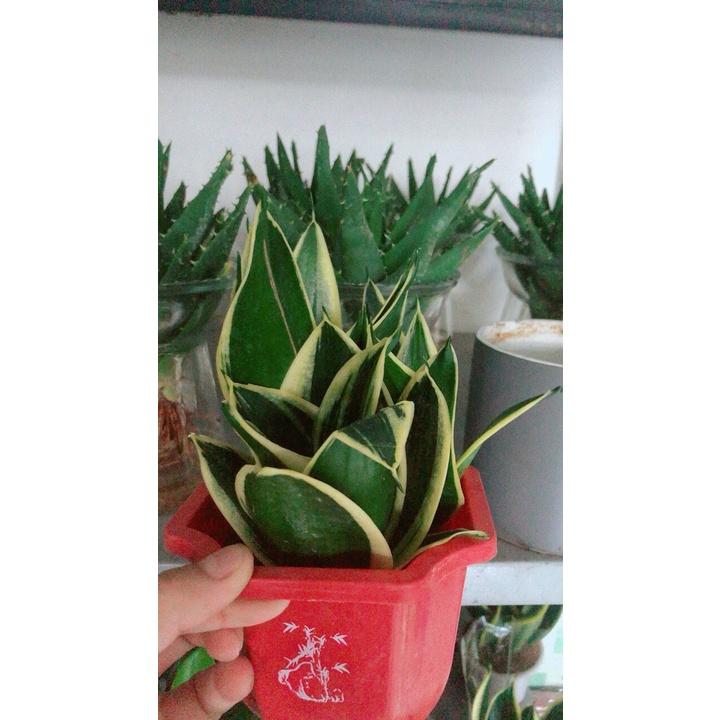 Lưỡi Hổ Thái hàng đẹp