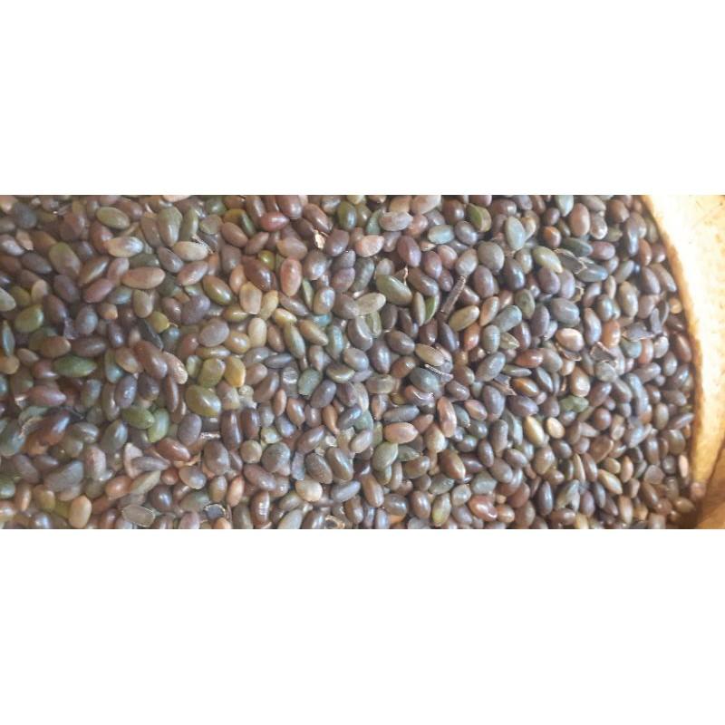 500 gram hạt giống bồ kết
