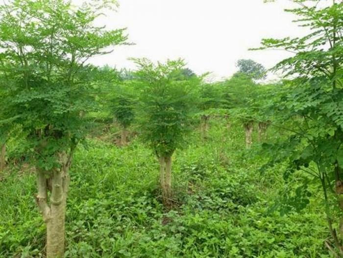 CÂY GIỐNG CHÙM NGÂY
