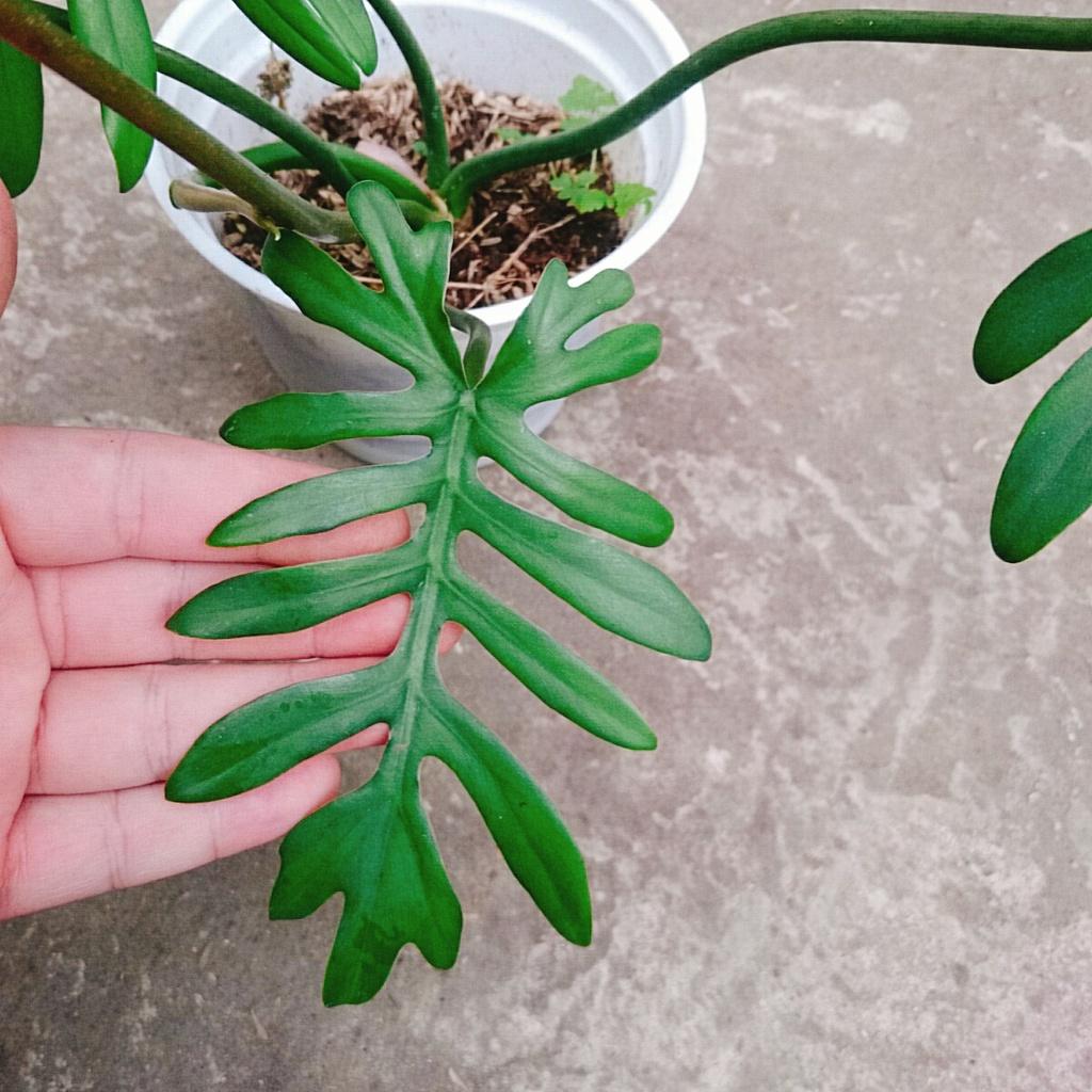 Cây Trầu Bà Mayoi - Philodendron Mayoi - cây cảnh trong nhà trang trí nội thất