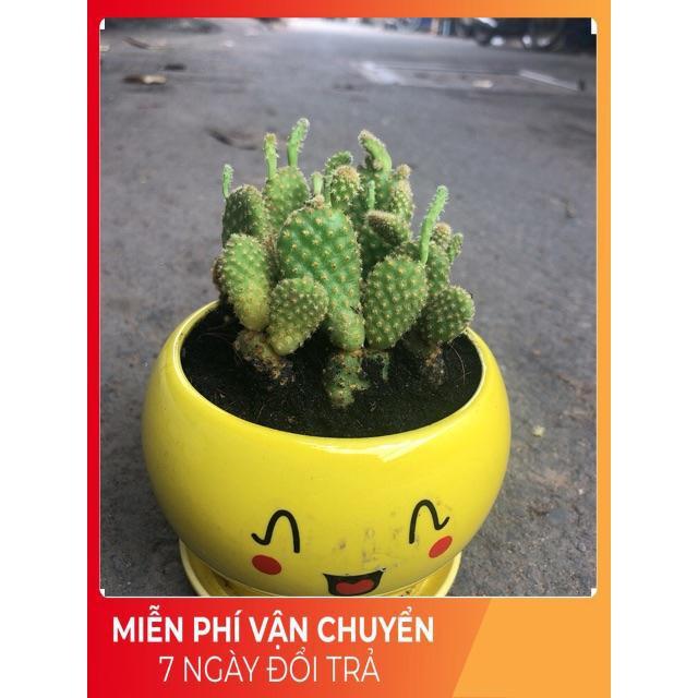 Chậu Xương Rồng Tai Thỏ