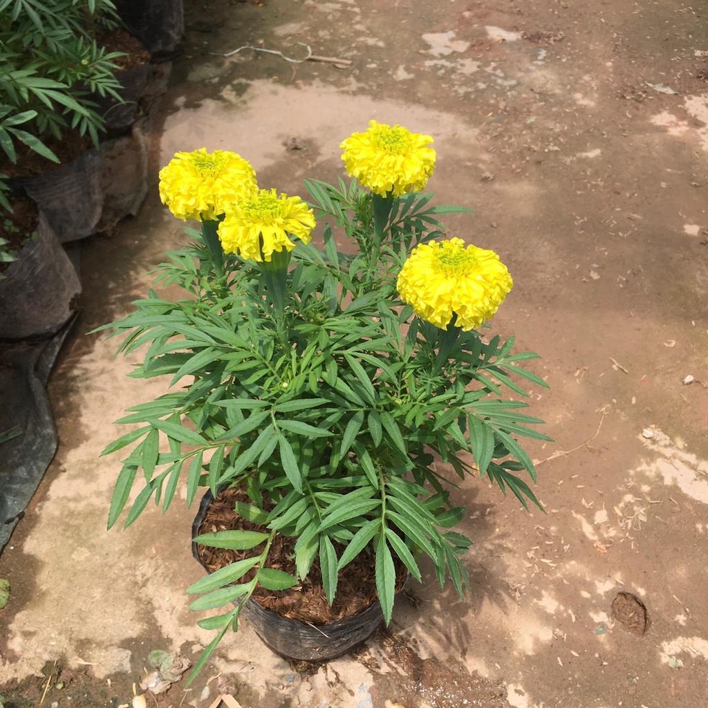 Cây Hoa Cúc Vạn Thọ Vàng,Thơm Dịu Nhẹ,Hoa Bền