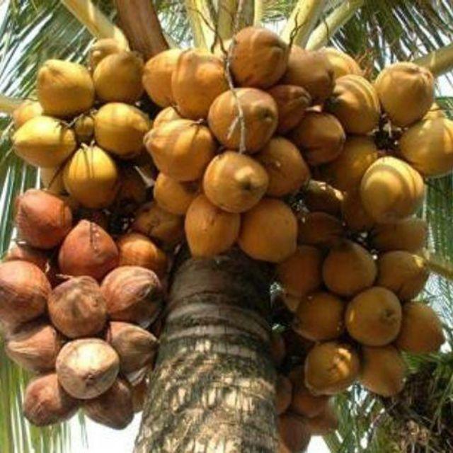 Cây Giống Dừa Ma Lai Vàng_ Dừa Siêu trái siêu nước_Có trái sau 2.5 năm trồng