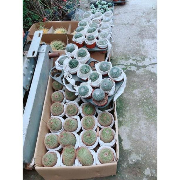 Xương rồng bánh sinh nhật