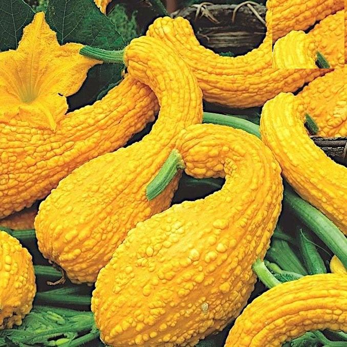 Hạt giống bí thiên nga F1 KNS338 - Gói 5 hạt