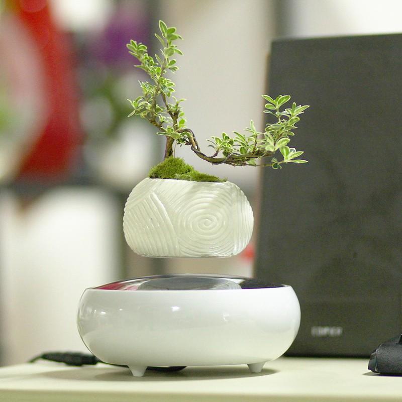 Chậu cây bay Bonsai từ tính trang trí phòng khách phòng làm việc làm quà tặng độc lạ ý nghĩa
