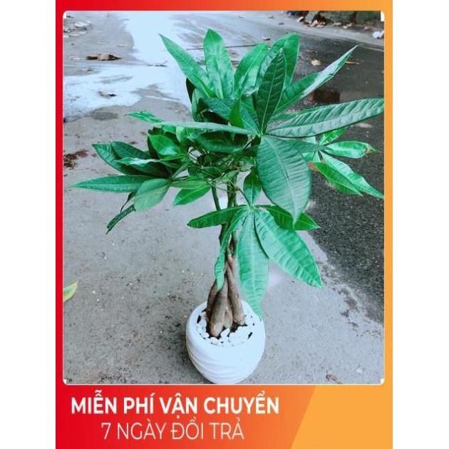 Chậu Kim Ngân 5 Thân Thắt Bính