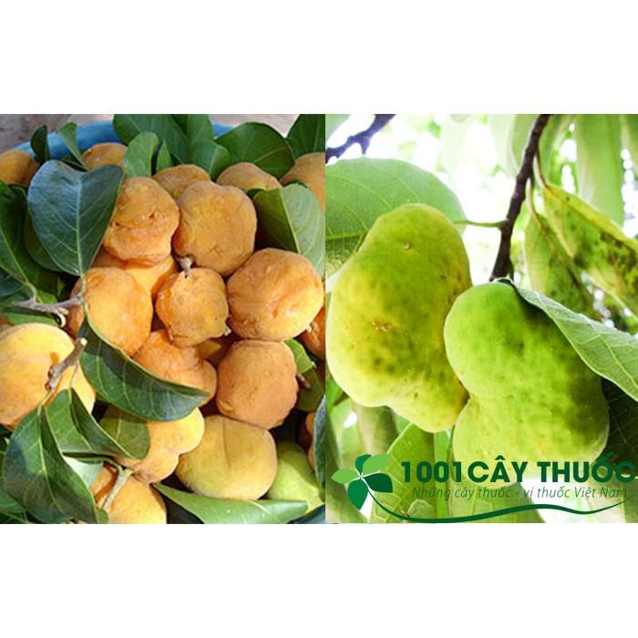 CÂY CHAY GIỐNG SIÊU QUẢ SIÊU NĂNG SUẤT- CAM KÊT GIỐNG CHUẨN F1 + Tặng 01 cây dâu da đất