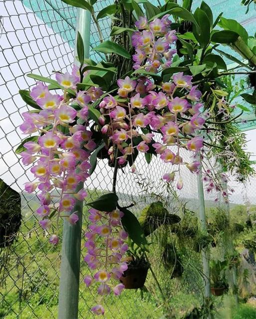 Phân trồng lan Cao Cấp, phân tổng hợp Dưỡng lan mọi giai đoạn