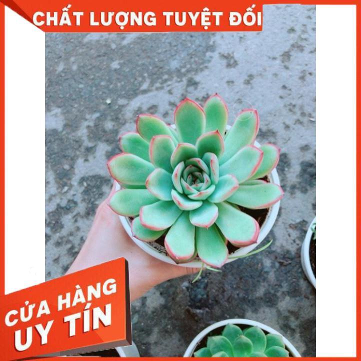 Chậu Sen Đá Viền Hồng Nhiều Người Mua