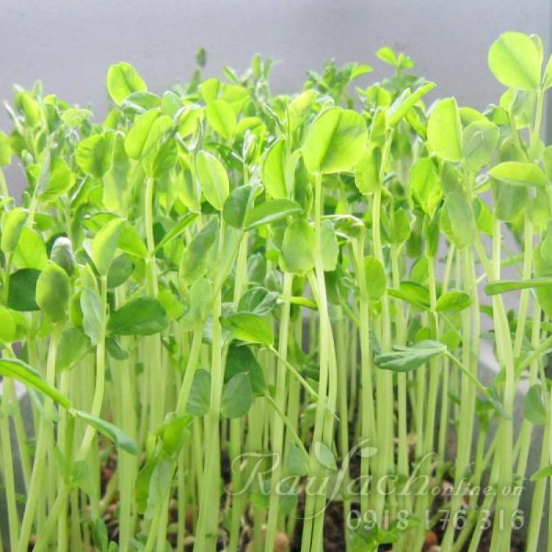 Hạt giống rau mầm đậu hà lan