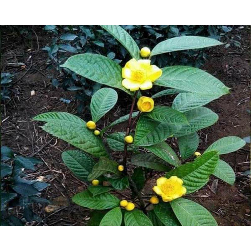 Cây giống trà hoa vàng ươm hạt cây cao 15cm