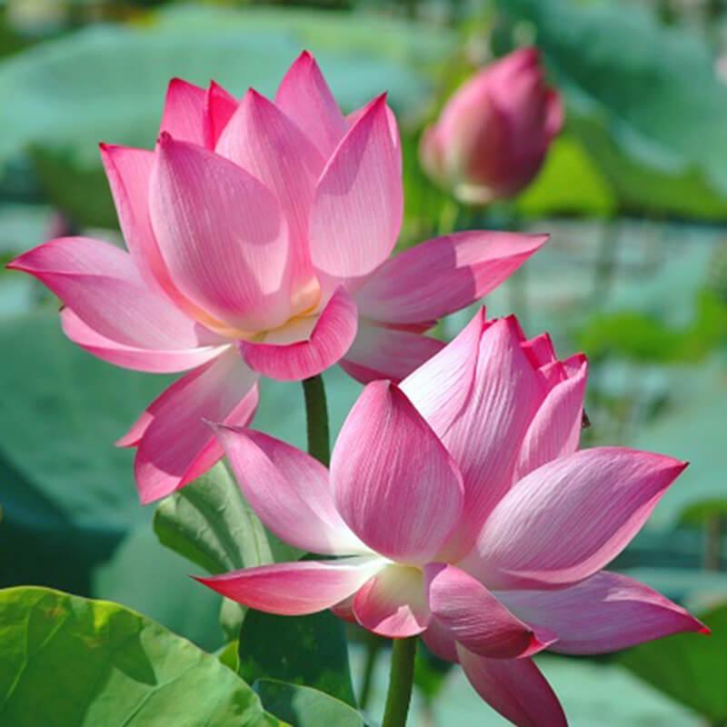 Hạt Giống Hoa Sen Hồng -