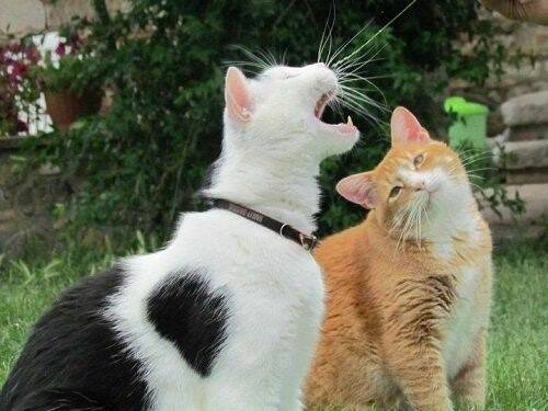 not so shoujo love story chapter 12 4