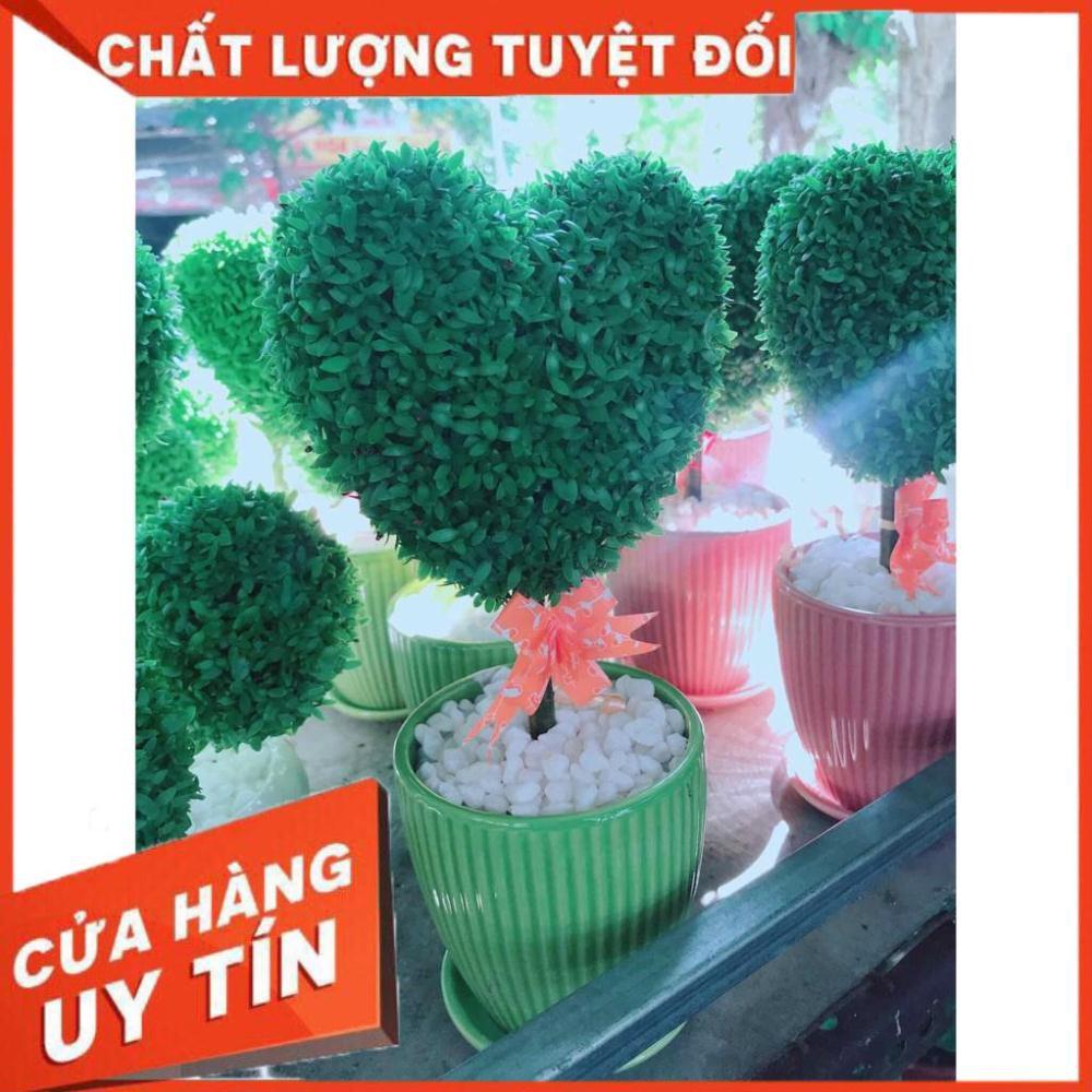 Chậu cây trái tim Nhiều Người Mua