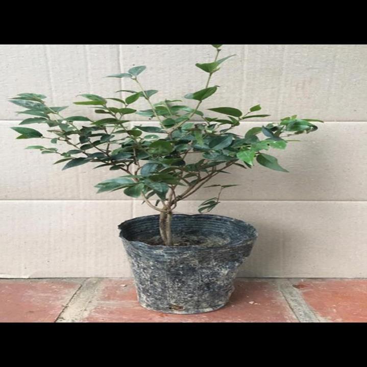 Nho thân gỗ tứ quý bé - Loại F1