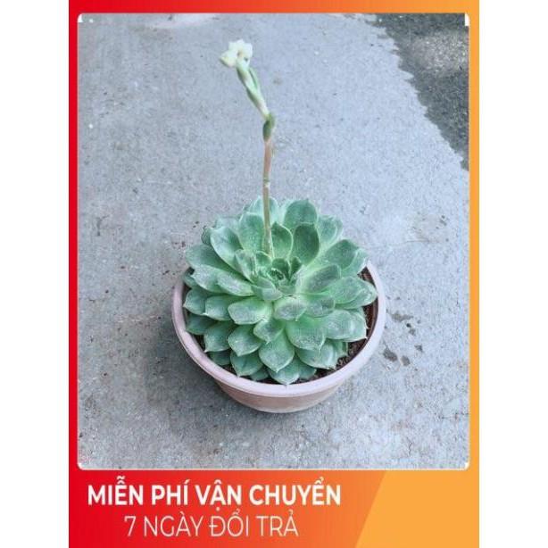 Sen Đá Hoa Hồng Đen