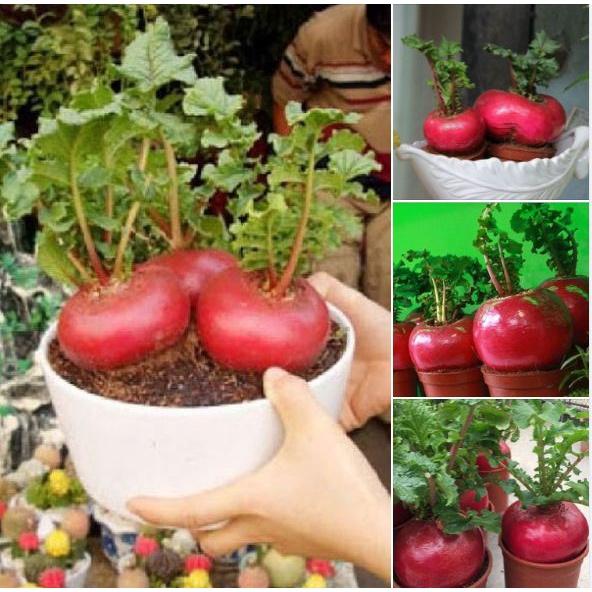 Hạt giống củ cải đỏ khổng lồ-gói 10 hạt/tặng kèm gói phân bón lót