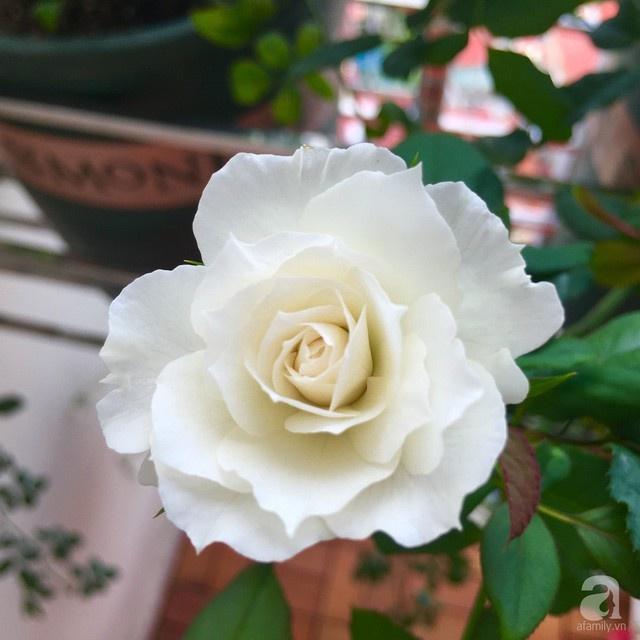 Hoa hồng Nhật Shizuku Rose trắng tuyết cánh kép - cây giống ươm bầu phát triển ổn định