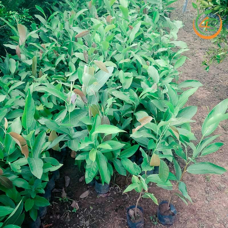 CÂY GIỐNG KƠ NIA