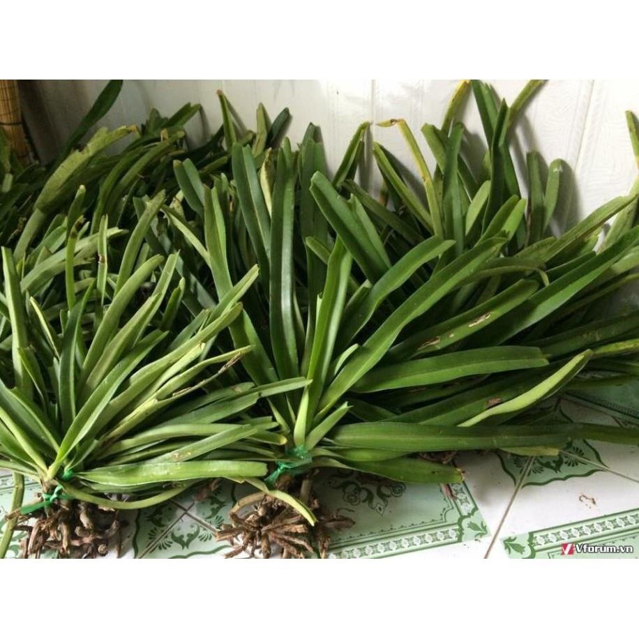 1 BÓ LAN ĐUÔI CHỒN - Hàng chuẩn Rừng - Hoa siêu đẹp
