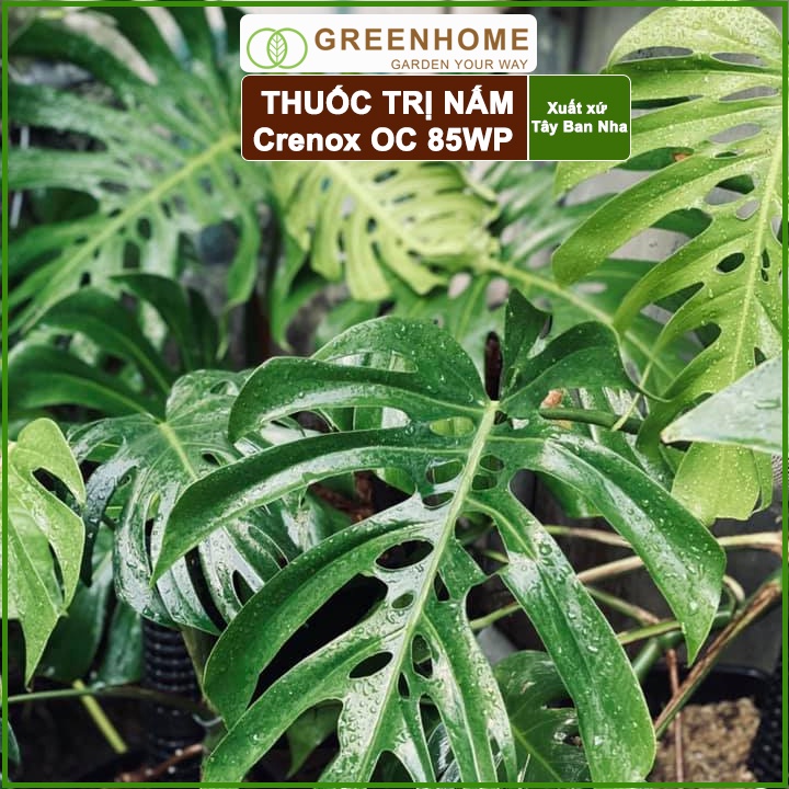 Thuốc Trị Nấm Cây Trồng Greenhome, Coc85 Wp, Gói 20gr, Trừ Đốm Lá Cho Hoa Hồng, Nấm Trên Kiểng Lá, Cây Cảnh, Cây Ăn Quả