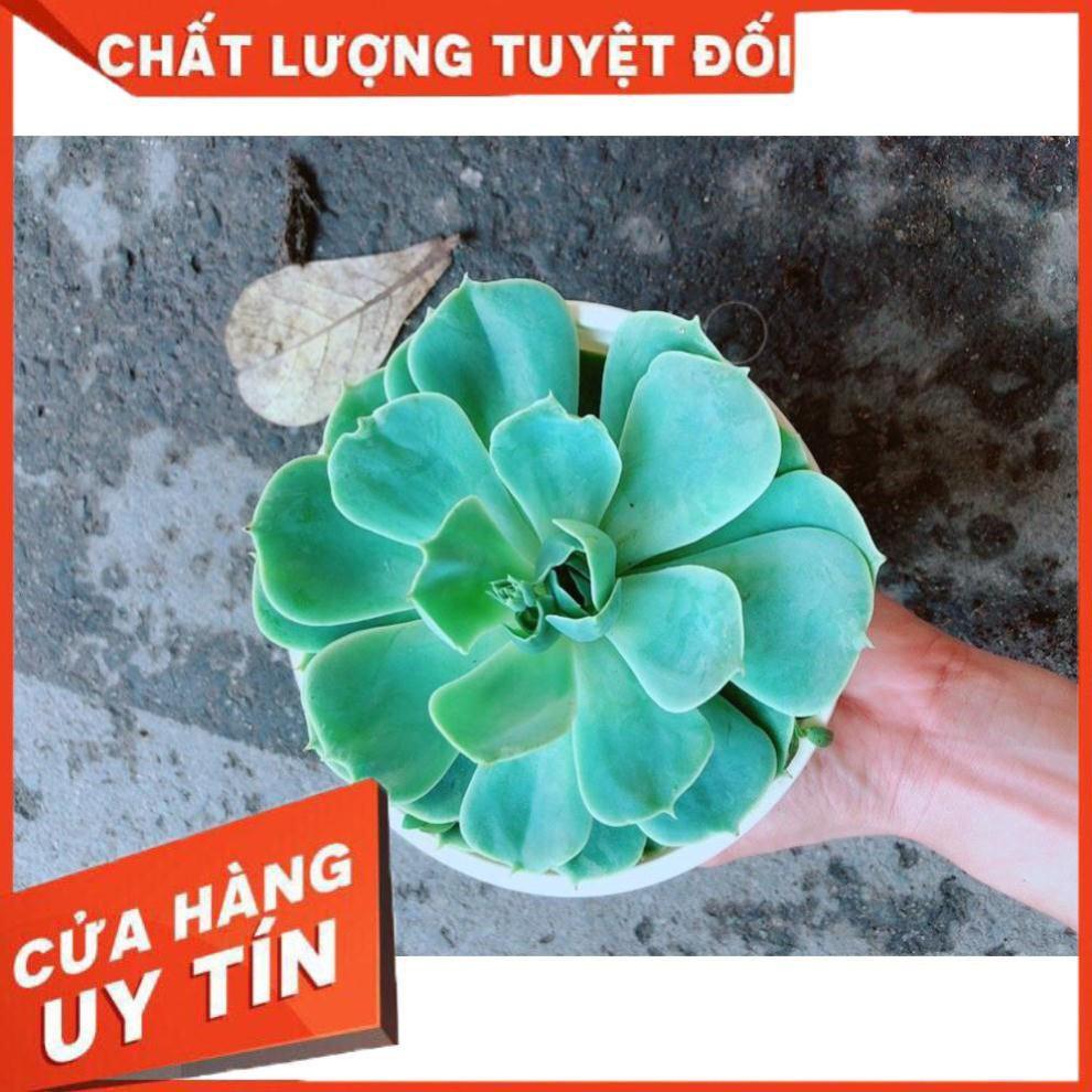 Chậu Sen Đá Xanh Đất Nhiều Người Mua