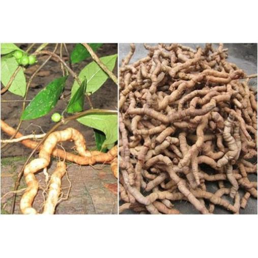 COMBO 2 CÂY GIỐNG BA KÍCH TÍM XỊN