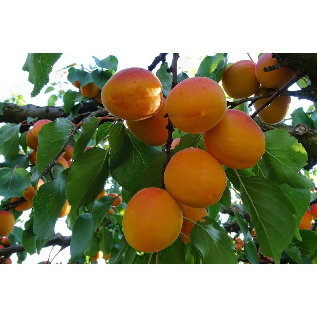 Cây giống Mơ má đào mộc châu xịn