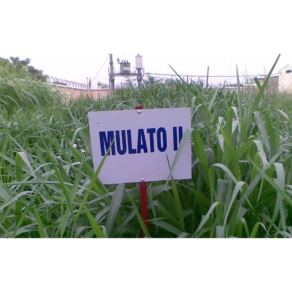 Hạt giống cỏ trong chăn nuôi Mulato II