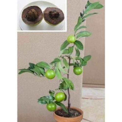 CÂY GIỐNG HỒNG ĐEN SOCOLA NHIỆT ĐỚI SIÊU NGON, CAM KẾT CHUẨN GIỐNG F1 - CGHDSCLF1