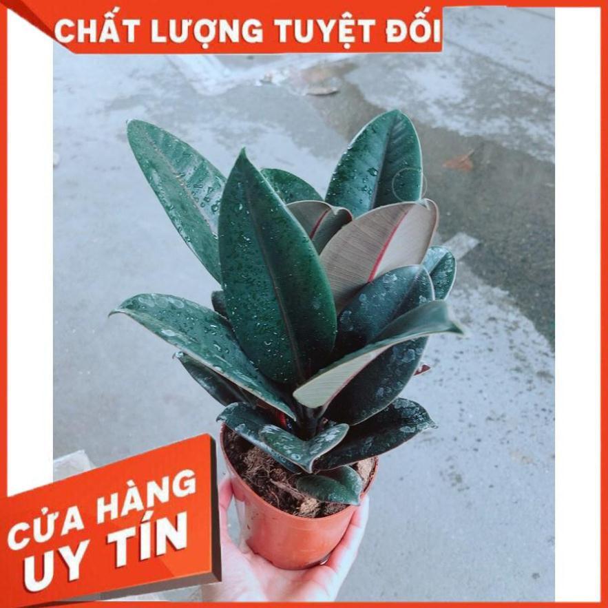 Cây Búp Đa Đỏ